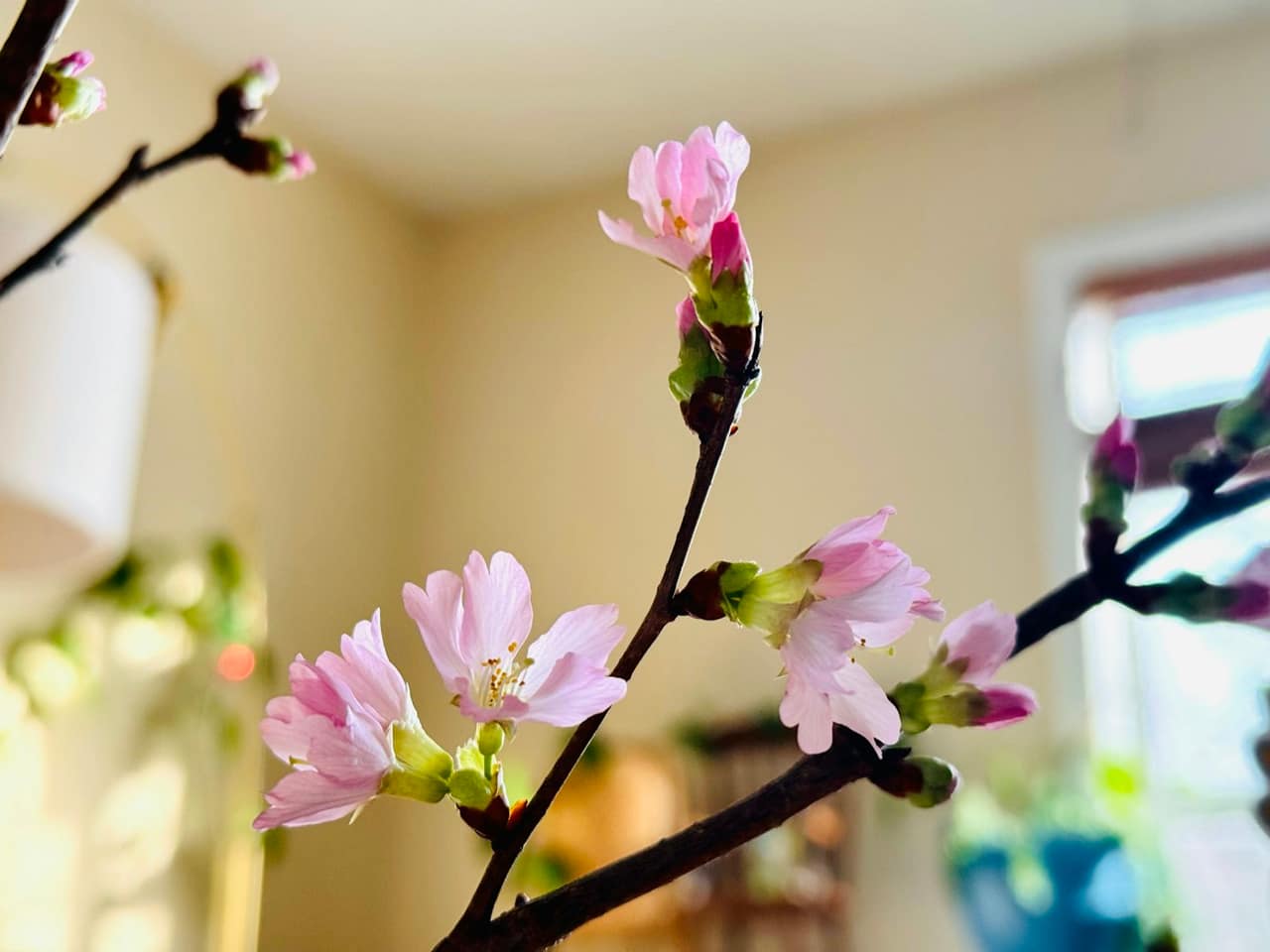 Tết — Lunar New Year